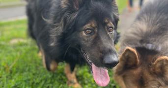 elodie pet sitter à CHAUX 90330_1
