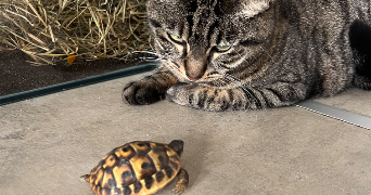 maellys pet sitter à VARCES ALLIERES ET RISSET 38760_9