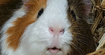 eugenie pet sitter à PARIS 75014_2