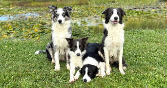 ninon pet sitter à GRAGNAGUE 31380_1