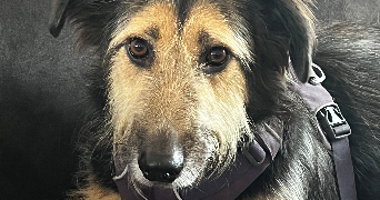 valentine pet sitter à DAMELEVIERES 54360_2