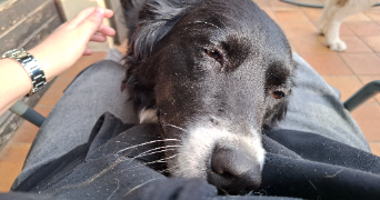 marylou pet sitter à NANCY 54000_3