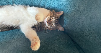 audrey pet sitter à La Roche-sur-Yon 85000_1