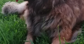 héloïse pet sitter à PLOMBIERES LES BAINS 88370_4