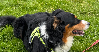 mathys dog sitter à CHANTEPIE 35135_2