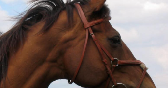 hélène pet sitter à VALLOIRE SUR CISSE 41150_1