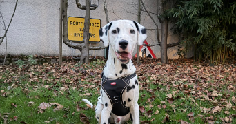 marie pet sitter à NOISY LE GRAND 93160_6