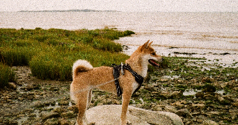 hugo pet sitter à NEUVILLE DE POITOU 86170_3