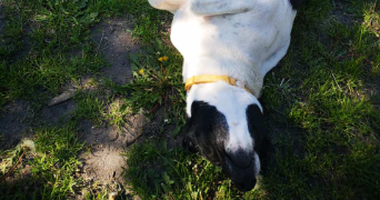 galyna  pet sitter à Montpellier 34060_6