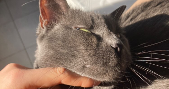 lea pet sitter à PORNIC 44210_3