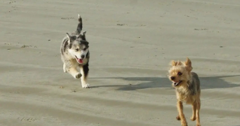 clara dog sitter à CROZON 29160_1