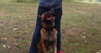 alizée dog sitter à LORIENT 56100_4