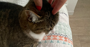 ludivine pet sitter à BAYONNE 64100_3