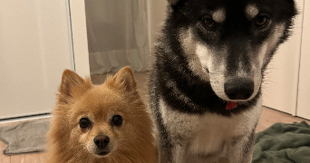 juliette pet sitter à SAUMUR 49400_2