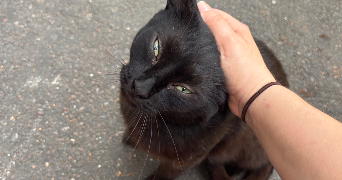 xheni pet sitter à CHAVILLE 92370_6
