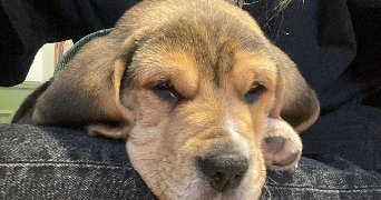 luna pet sitter à TOULOUSE 31000_3