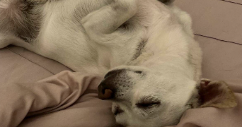 béthanie pet sitter à RUEIL MALMAISON 92500_4