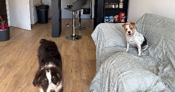 framboise dog sitter à LENS 62300_1