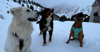 madleen  pet sitter à Blain 44130_7