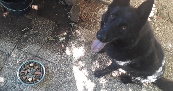 samm pet sitter à STRASBOURG 67000_6