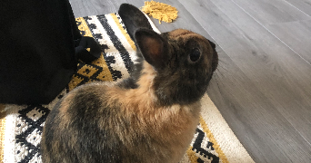 lilou pet sitter à Ostwald 67540_5
