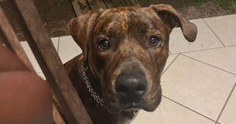 elodie pet sitter à FISMES 51170_3