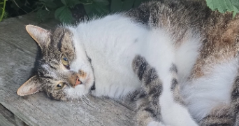 bryton pet sitter à CIREY SUR VEZOUZE 54480_2