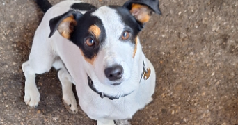 timour pet sitter à GRENOBLE 38100_1