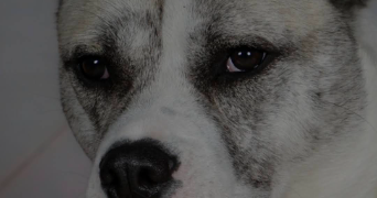 aurelie pet sitter à VILLELONGUE DE LA SALANQUE 66410_6