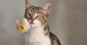 camille pet sitter à SAUMUR 49400_2