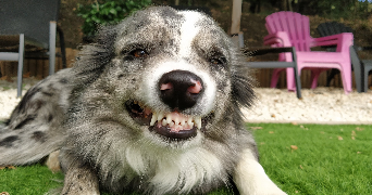 chloé pet sitter à Clermont-Ferrand 63000_3
