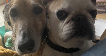louise pet sitter à SOURS 28630_3