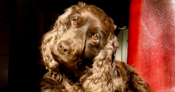 eva pet sitter à BIDART 64210_1