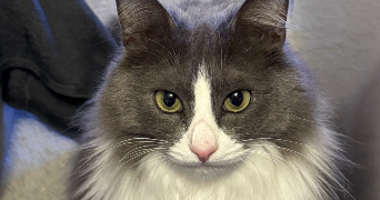 ananda pet sitter à CAPESTANG 34210_1