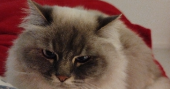 isabelle pet sitter à L ISLE D ABEAU 38080_3