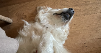 romane pet sitter à TOULOUSE 31400_2