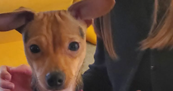 sabrina pet sitter à MONTAUBAN 82000_2