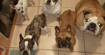 clara pet sitter à BEZIERS 34500_4