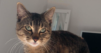 hélène pet sitter à ST GELAIS 79410_1