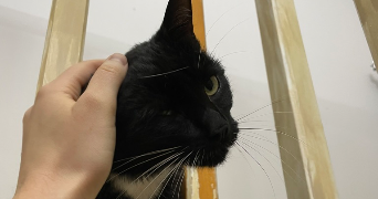 kalista cat sitter à NANTES 44000_2