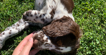 Julie dog sitter à TOULOUSE 31300_6