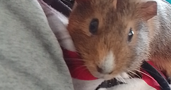 océane pet sitter à La loupe 28240_5