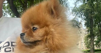 carolaim pet sitter à CHAVAGNE 35310_6