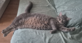 florence pet sitter à Croutelle 86240_1
