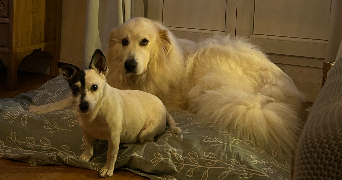 lola pet sitter à CHOISY LE ROI 94600_3
