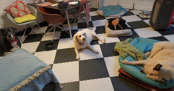 joelle pet sitter à GREASQUE 13850_11