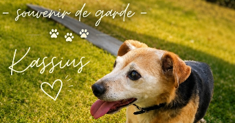 benjamin pet sitter à PONTAULT COMBAULT 77340_5
