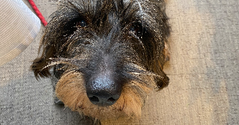 eva pet sitter à CLERMONT FERRAND 63000_1