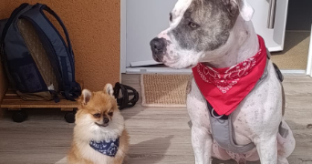 lina pet sitter à PERIGUEUX 24000_3
