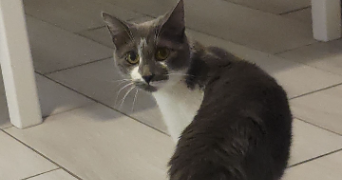 mélanie pet sitter à DAHLENHEIM 67310_2